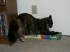 pict0378.jpg