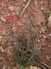 Indian paintbrush